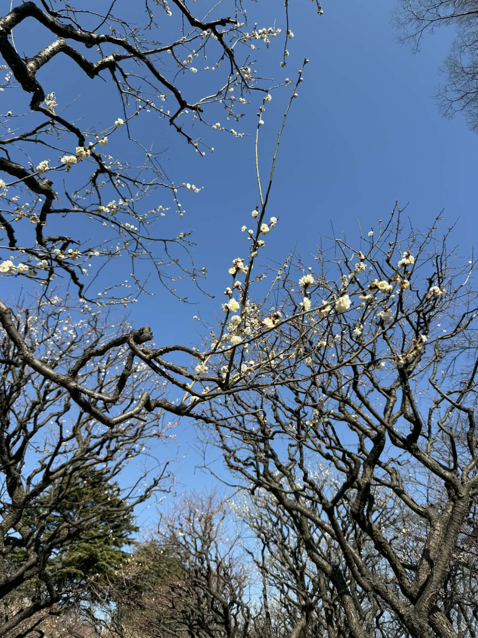 Think it’s too early for Hanami (flower viewing)? Not if you know the magic of "Ume."