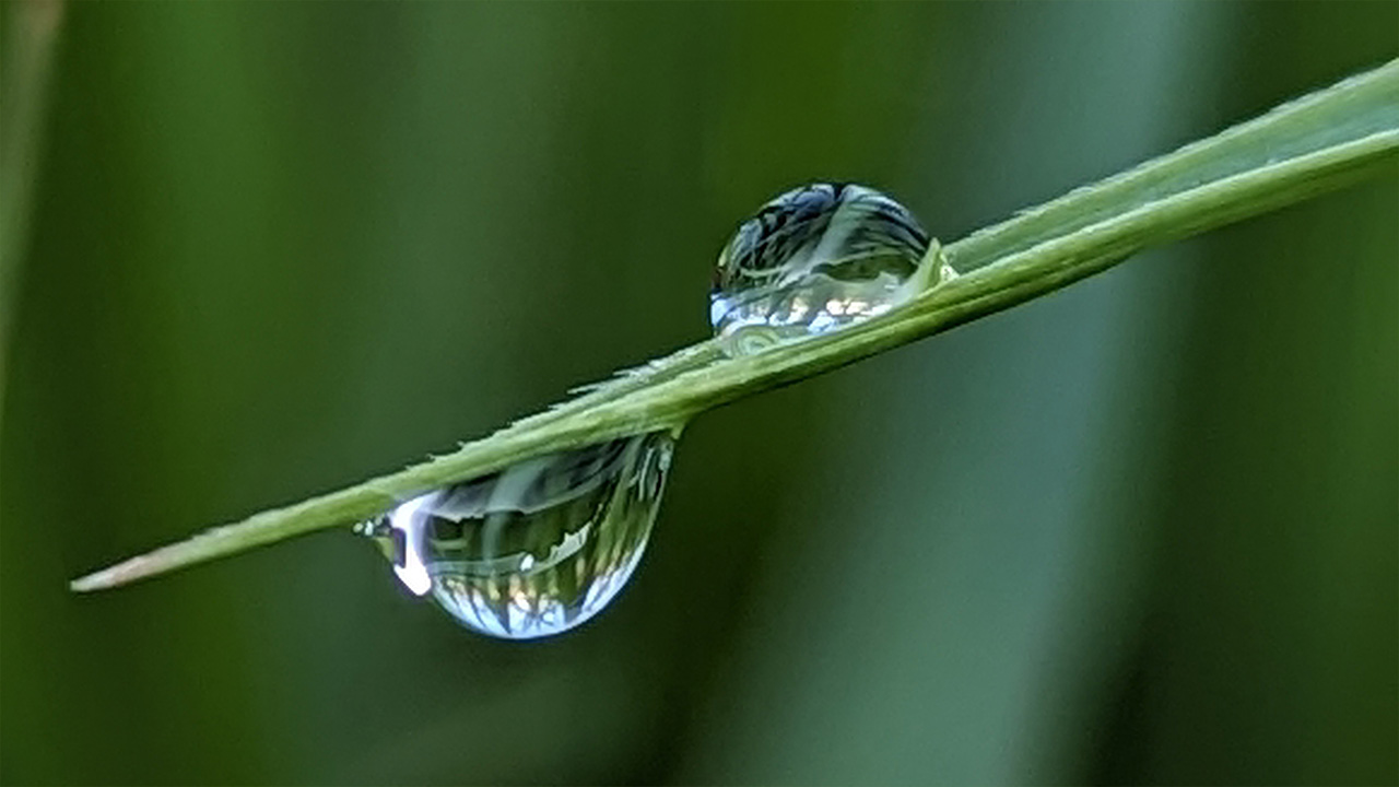  "Hakuro" (White Dew).