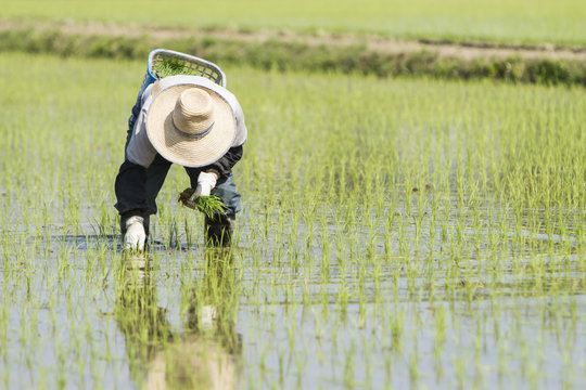 "Boshu" and the Scenery of Rice Planting