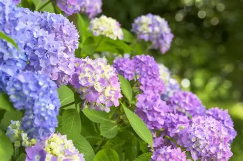 That is the Ajisai,　　　　　 blooming beautifully on the street corners