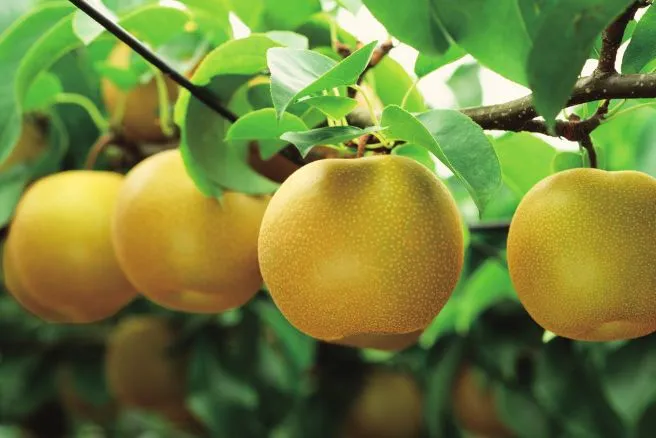 A Crisp Autumn Superfood