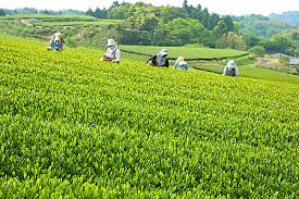 Shincha refers to the very first harvest of green tea!