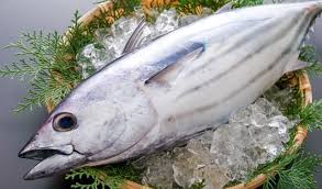 The Hidden Edo History and Energy Behind the Early　　Hatsu-gatsuo (First Bonito)