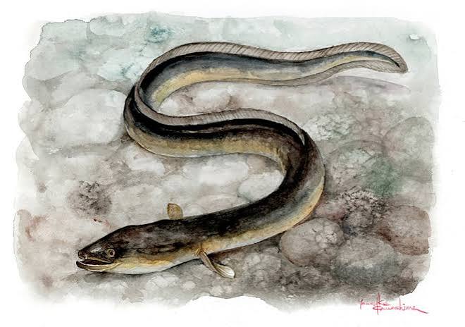 Wild Eels Teaches Us