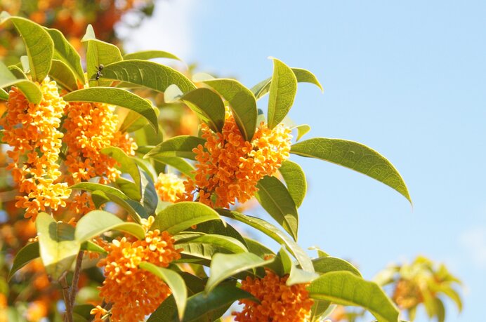 The Sweet Scent of "Kinmokusei"