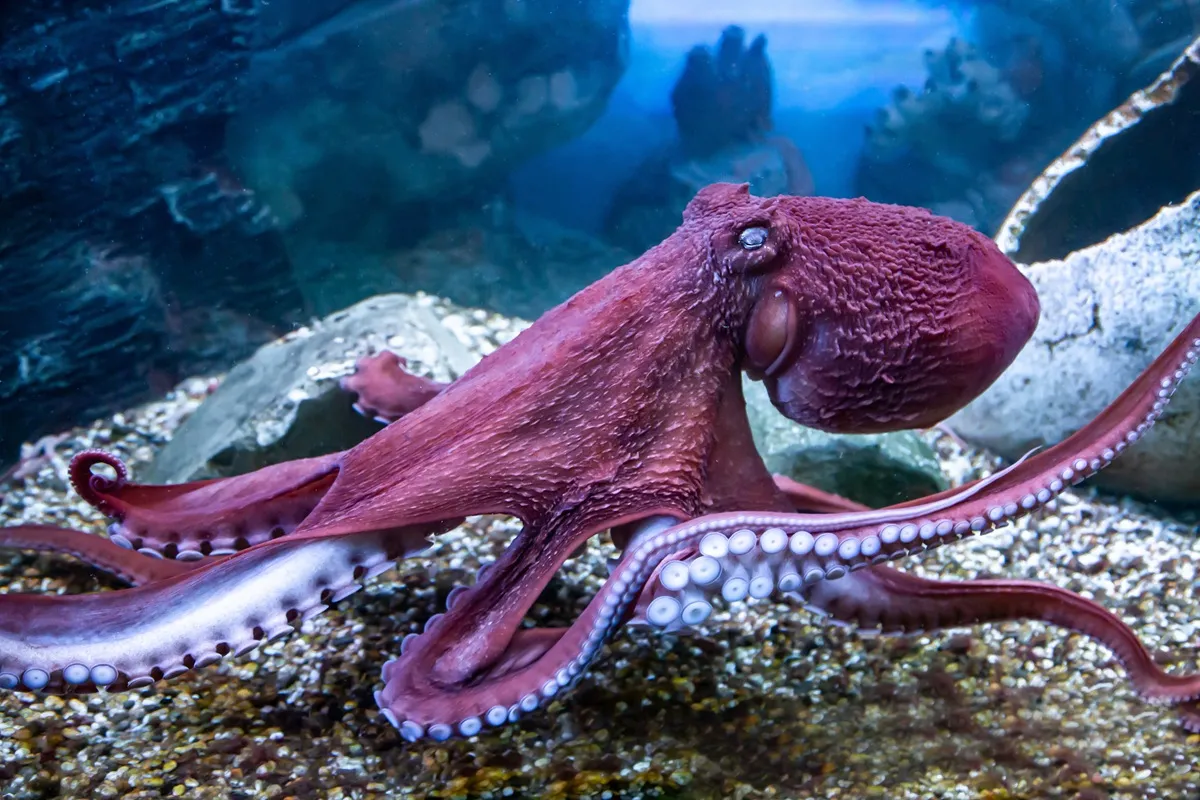 Grounding with Octopus Legs