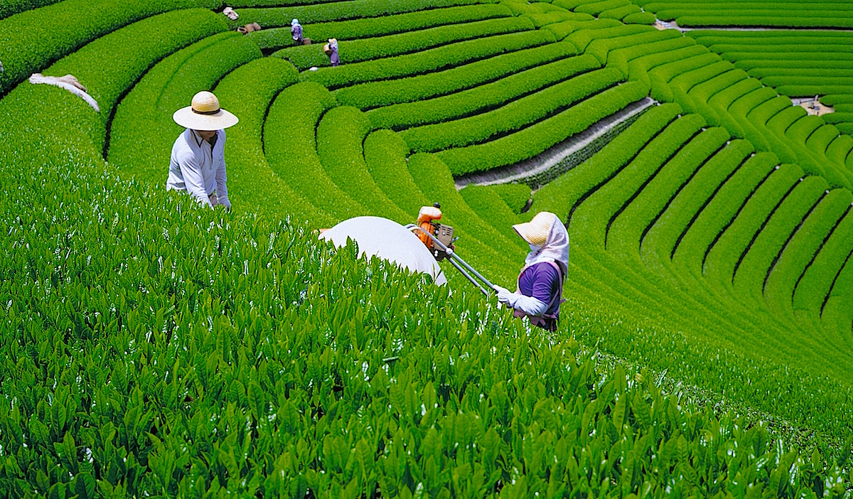 Almost Hachiju-Hachiya: The Benefits of Tea During the Shincha (New Tea) Season