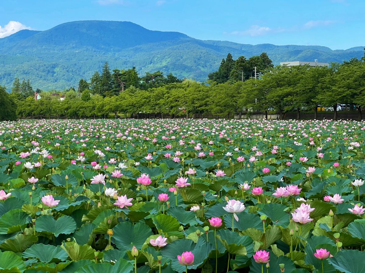 No Mud, No Lotus